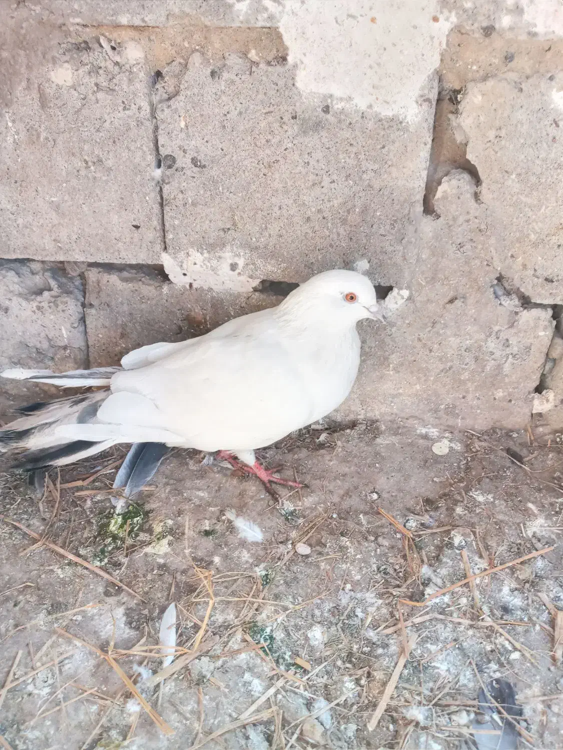 کبوتر پرنده|پرنده|آستانه اشرفیه, |دیوار