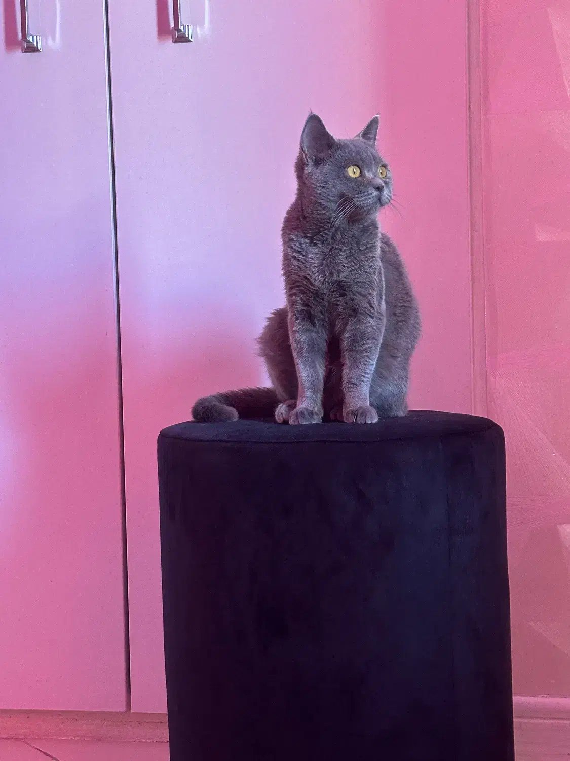 گربه اسکاتیش|گربه|پردیس, فاز ۴|دیوار