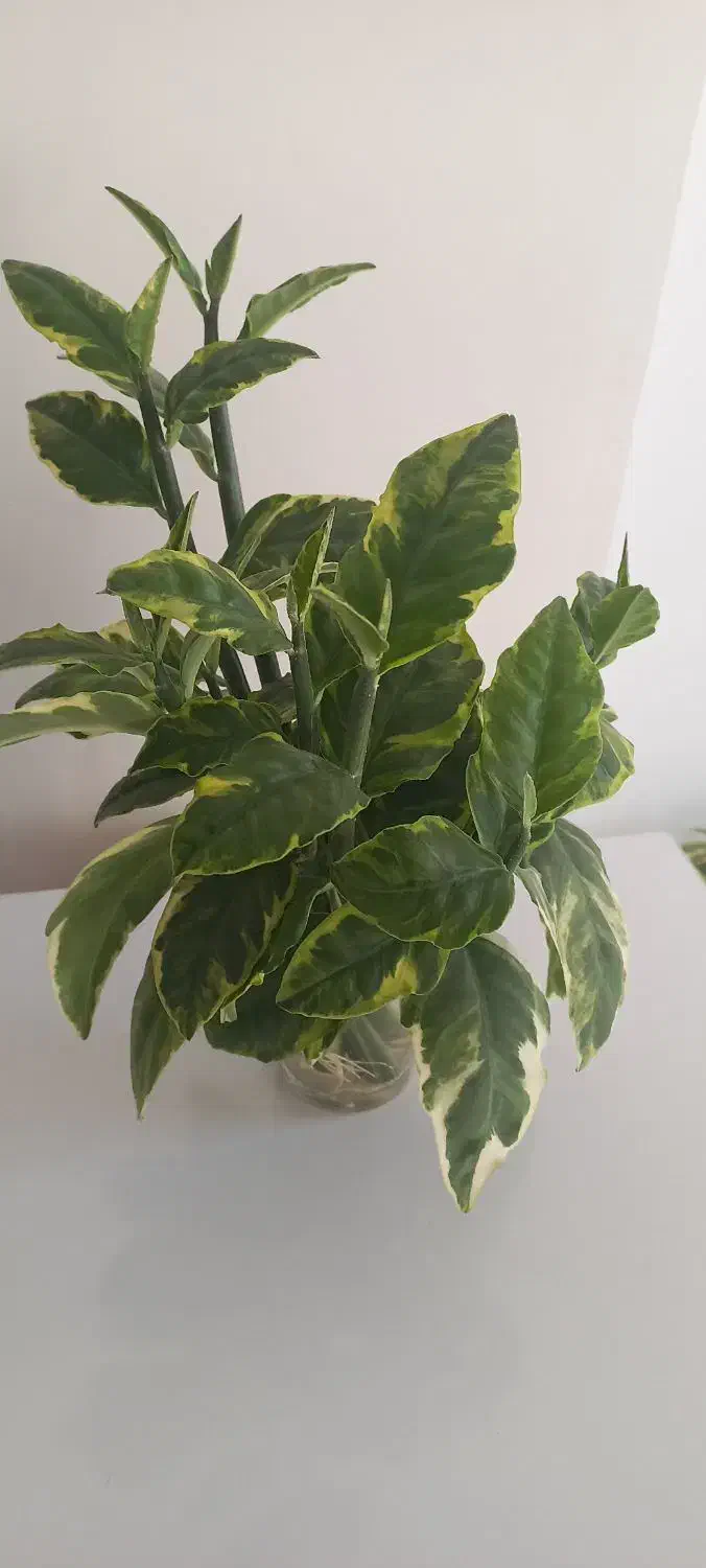 گل  پدیلانتوس|گل و گیاه طبیعی|فولادشهر, C3|دیوار