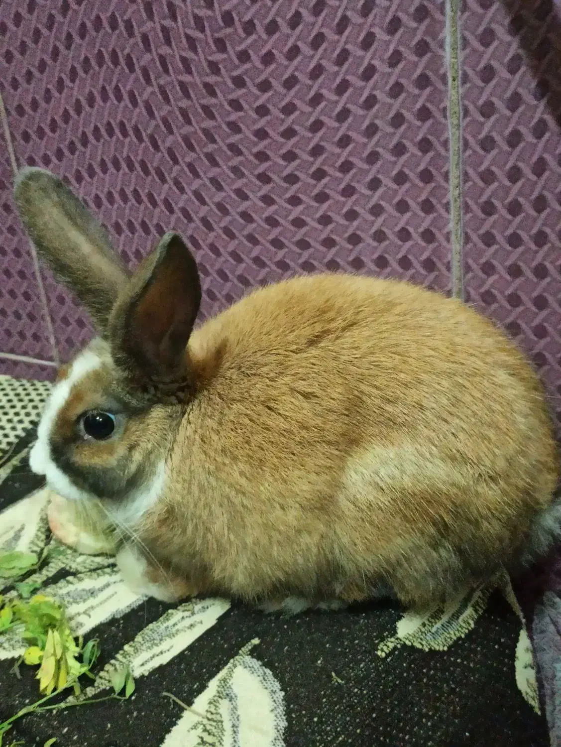 فروش خرگوش|موش و خرگوش|کرمان, |دیوار