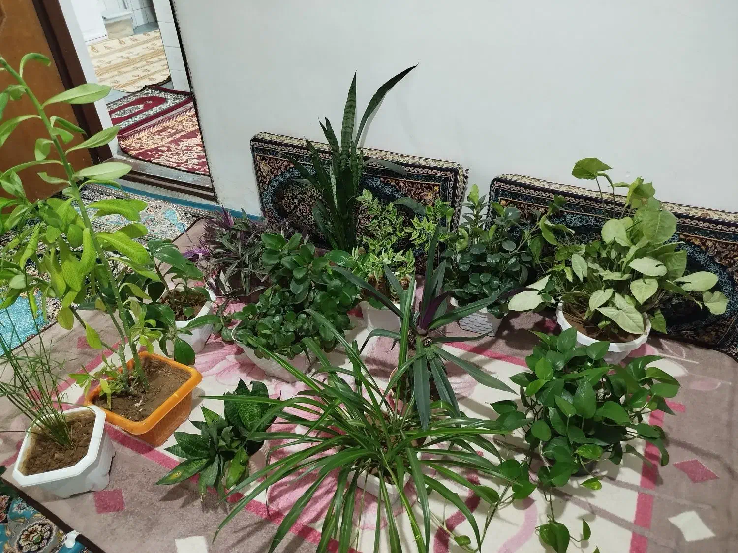 گل وگلدان|گل و گیاه طبیعی|بانه, |دیوار