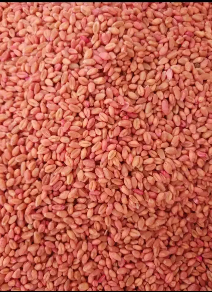 گندم|خدمات باغبانی و درختکاری|زرین دشت (همدان), |دیوار