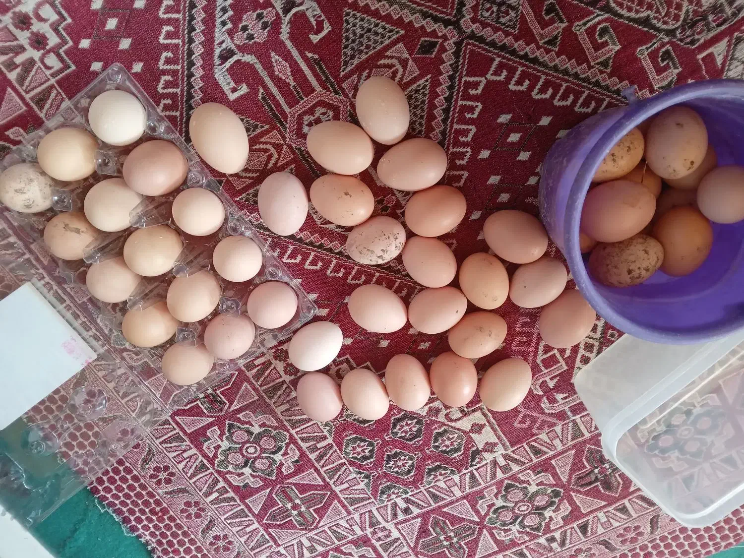 فروش تخم مرغ وتخم اردک اسرائیلی وجوجه اسرائیلی|حیوانات مزرعه|کومله, |دیوار