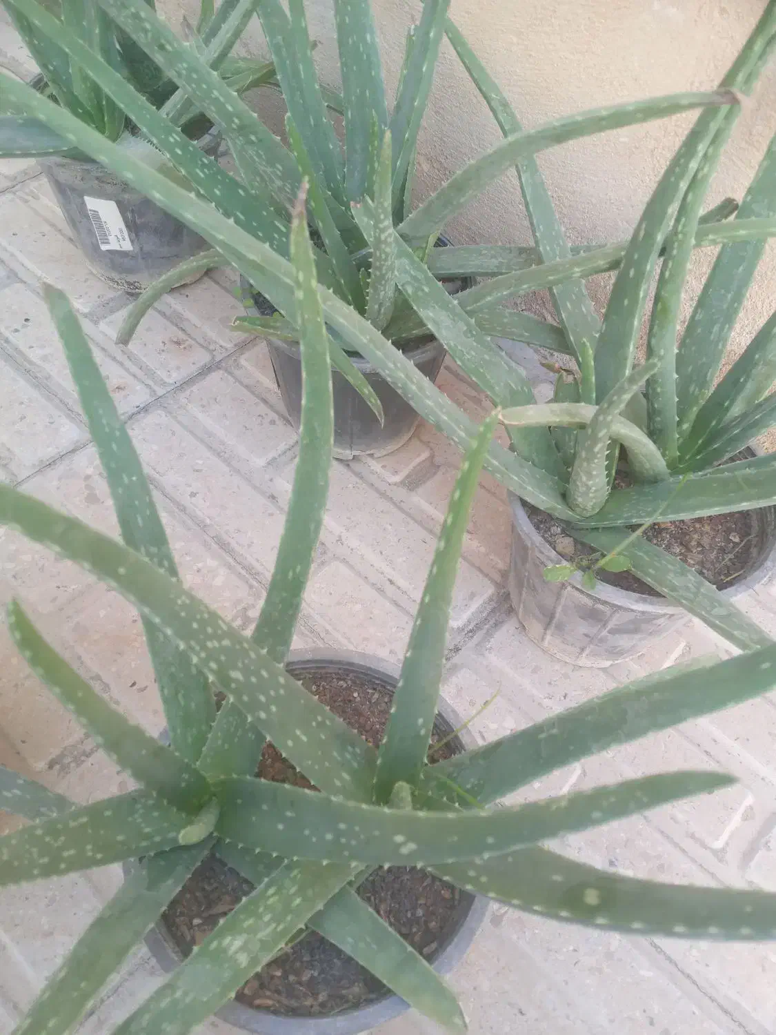 گل آلوئه ورا|گل و گیاه طبیعی|ایلام, |دیوار