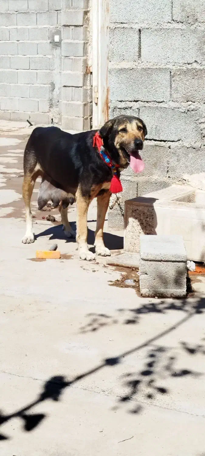 سگ پژدر|سگ|دزفول, |دیوار