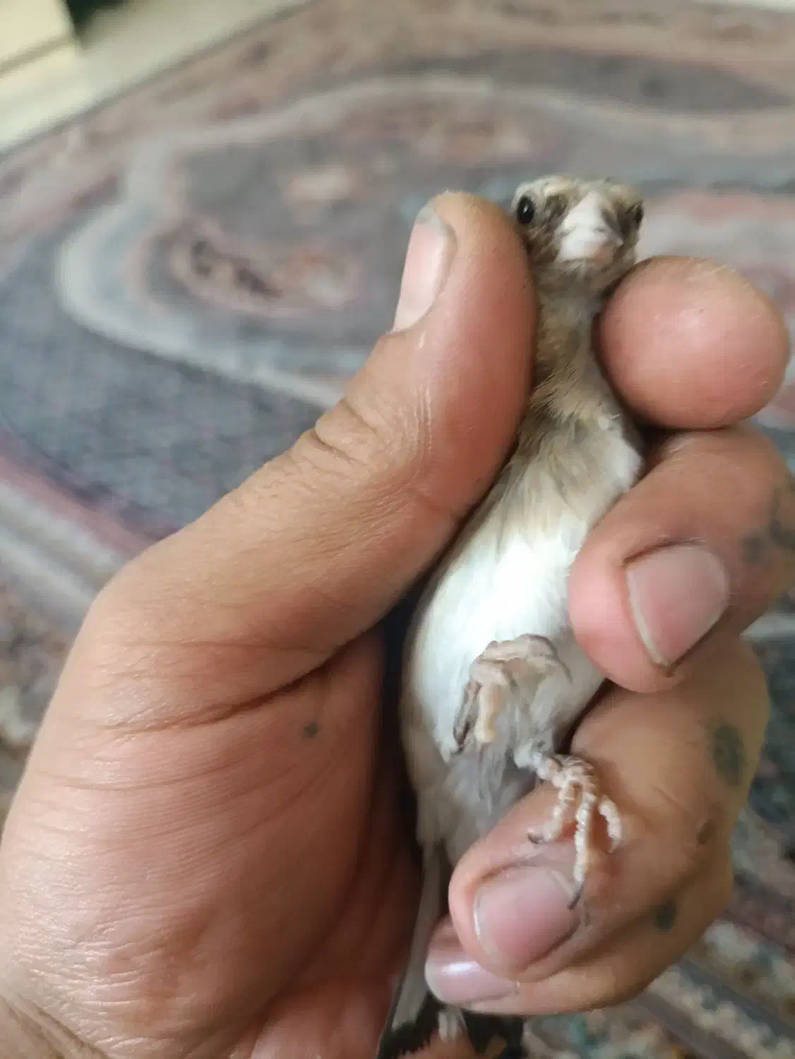 سهره|پرنده|کهریزک, |دیوار