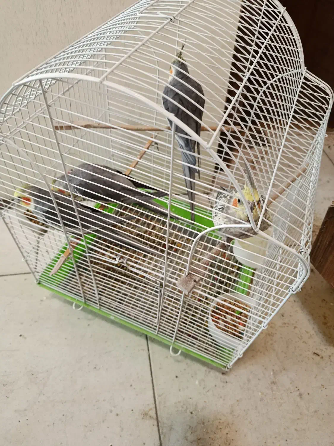 مرغ عشق عروس هلندی طوطی برزیلی|پرنده|کرج, برغان|دیوار