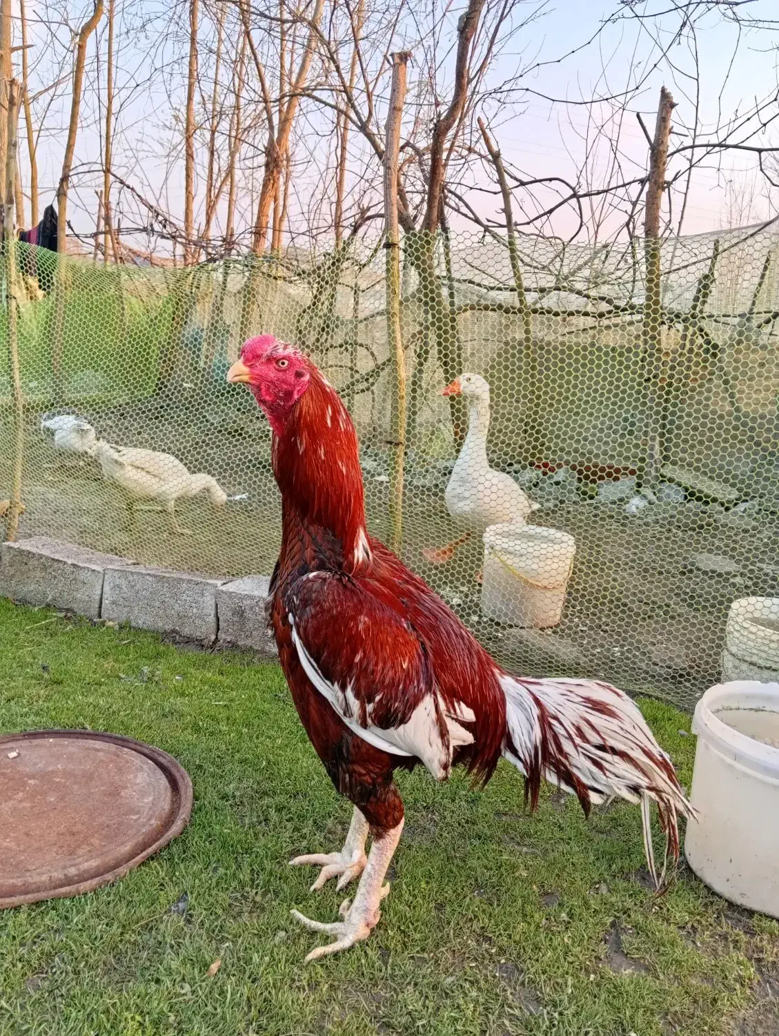 3500000|حیوانات مزرعه|رشت, لاکان|دیوار