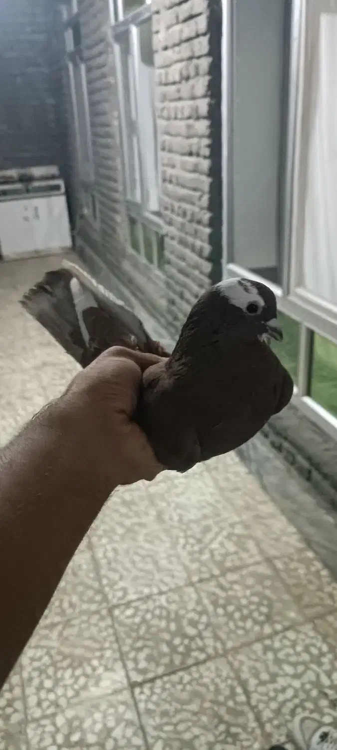 کبوتر قجله نر|پرنده|بکتاش, |دیوار