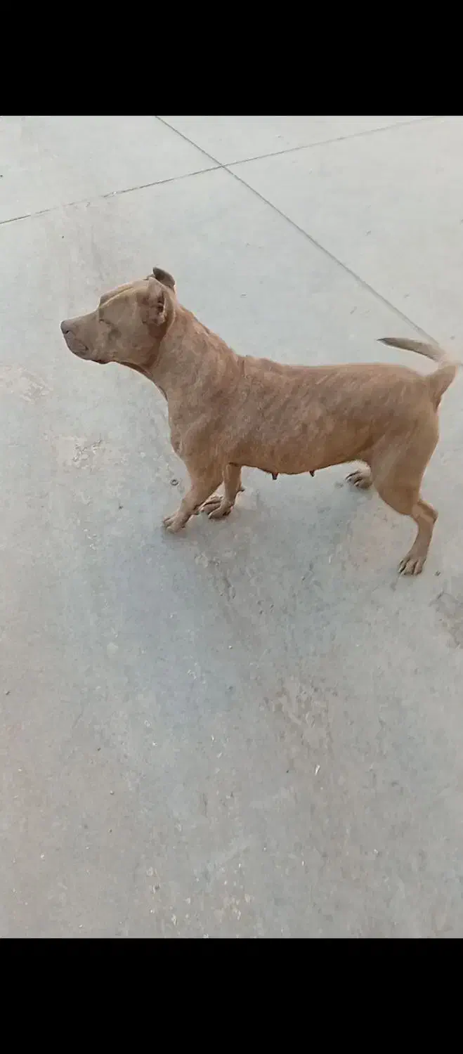 سگ پیت بول|سگ|پاکدشت, پاکدشت (مامازند)|دیوار