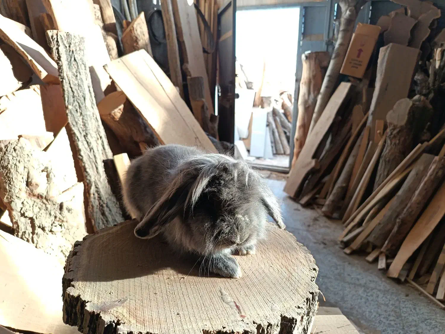 خرگوش لوپ بلو نر|موش و خرگوش|نجف‌آباد, امام خمینی|دیوار