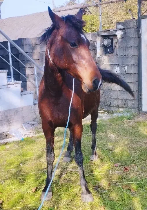 مادیان 6سال  آبستن|اسب و تجهیزات اسب‌سواری|پره‌سر, |دیوار