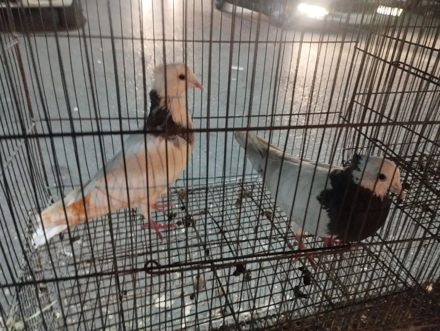 طوقی 6عدد|پرنده|پاکدشت, پاکدشت (مامازند)|دیوار