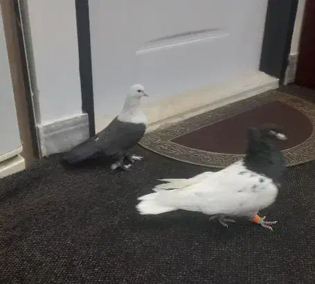 رنگی کل سفید|پرنده|قم, هنرستان|دیوار