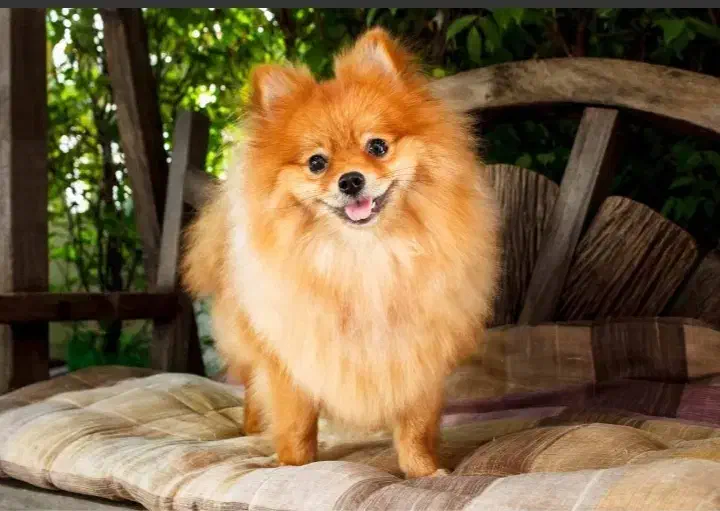 سرپرستی قبول میکنم|حیوانات|قم, ولیعصر|دیوار