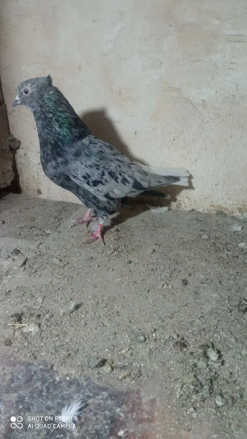 کبوترهفترنگ دم سفیدنر|پرنده|ابهر, |دیوار