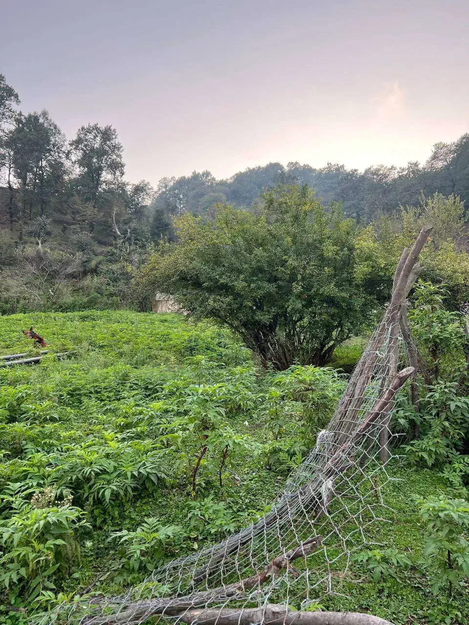 زمینی برای ساختن اعتبار ۵۰۰ متر باویوی ابدی|فروش زمین و ملک کلنگی|آستارا, |دیوار