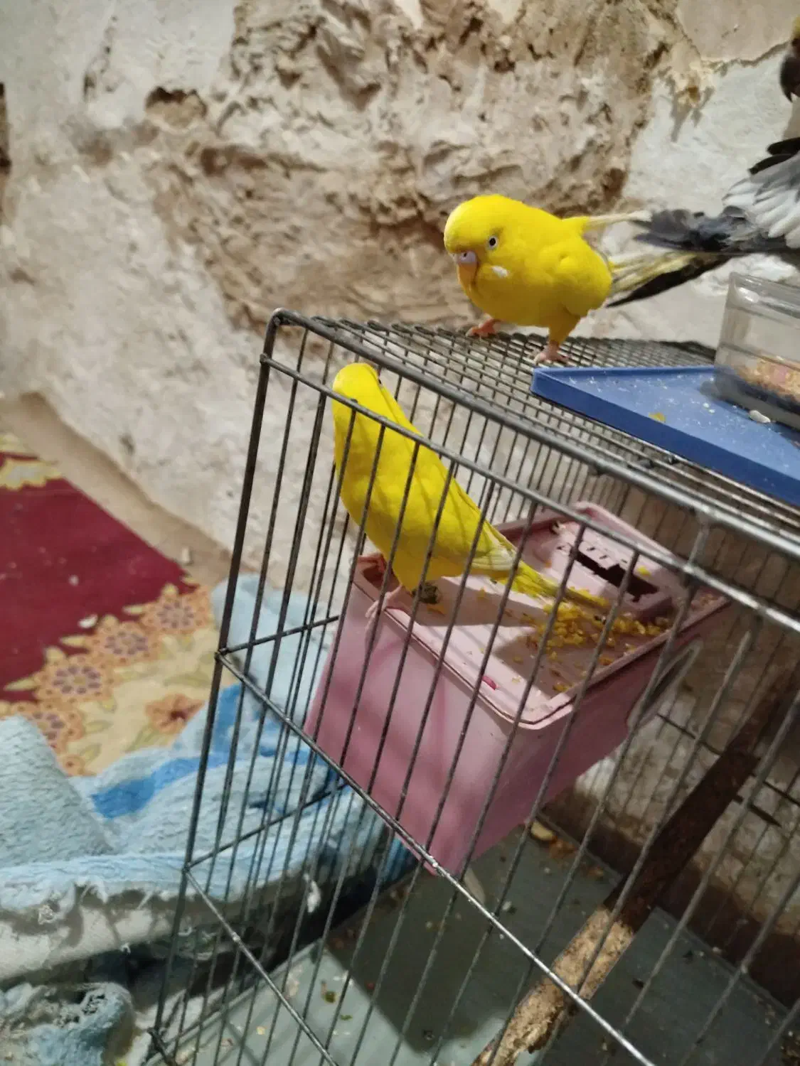 مرغ عشق معاوضه با جوجه عروس|پرنده|کارون, |دیوار