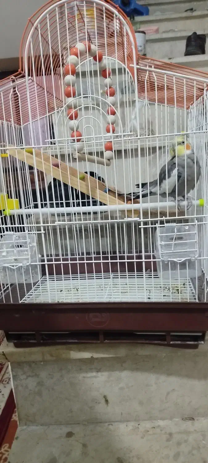 عروس رام دستی حرف زن|پرنده|چابهار, |دیوار