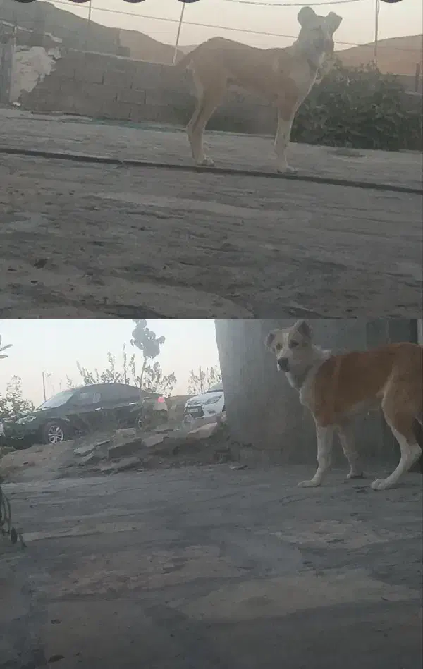 توله خراسانی|سگ|تربت جام, جلگه موسی آباد|دیوار