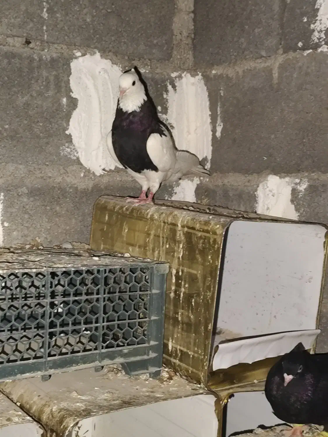 کبوتر طوقی|پرنده|کهنوج, |دیوار