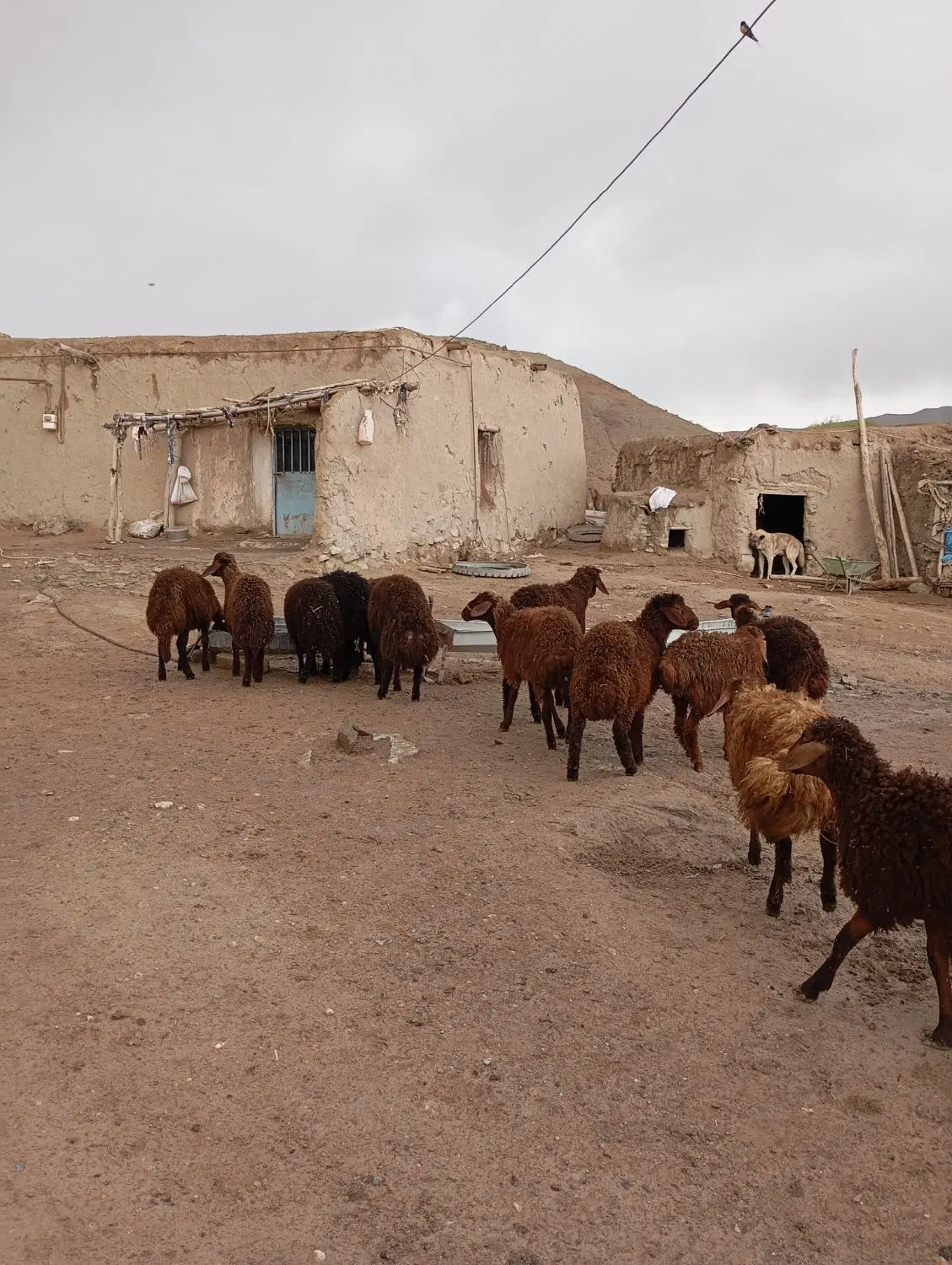 بره|حیوانات مزرعه|میانه, |دیوار