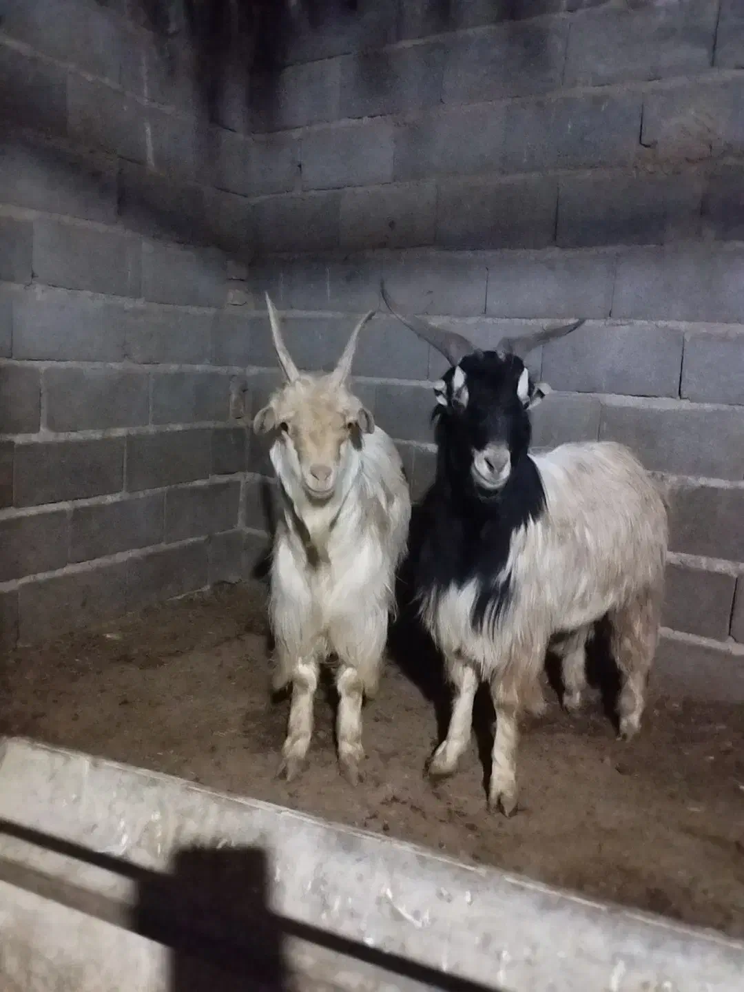 2عددبزغاله نر جلو رو|حیوانات مزرعه|جوادآباد, |دیوار