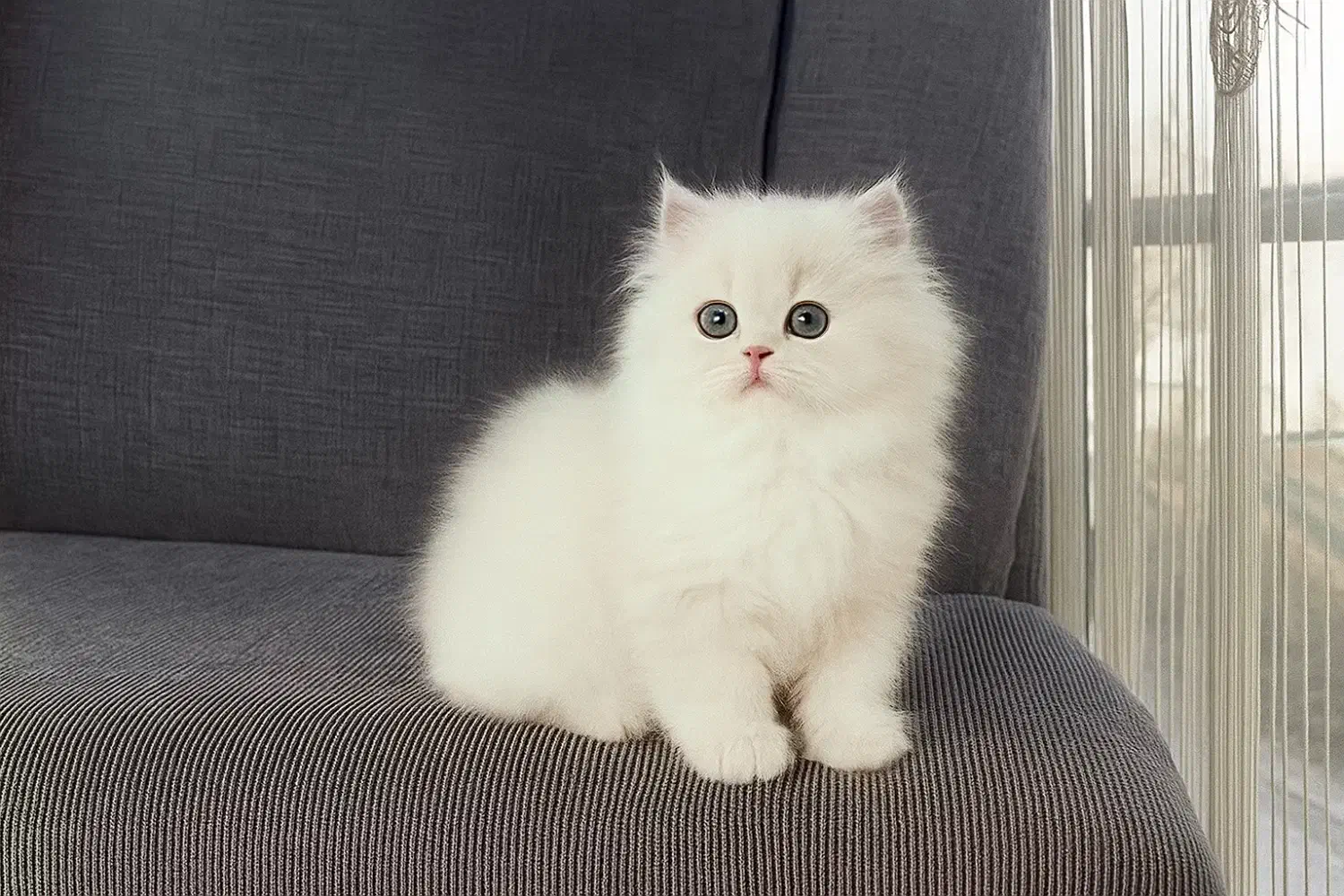 عروسک پشمالو|گربه|قم, زنبیل آباد|دیوار