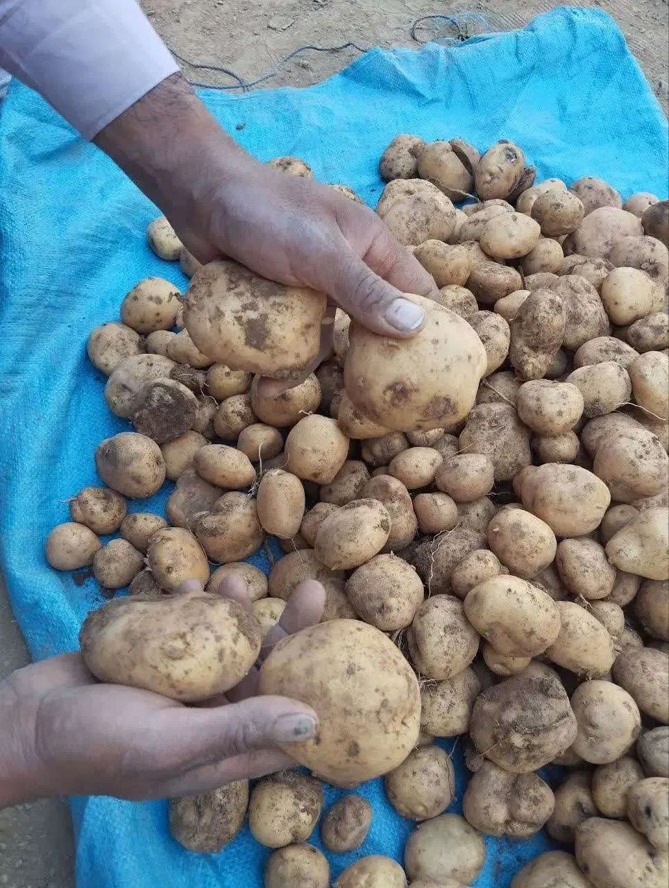 سیب زمینی سانته|گل و گیاه طبیعی|چادگان, |دیوار