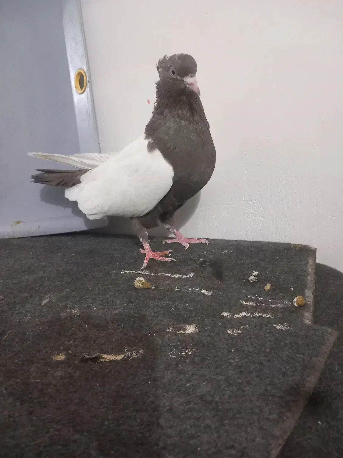 کبوتر طوقی|پرنده|قزوین, |دیوار