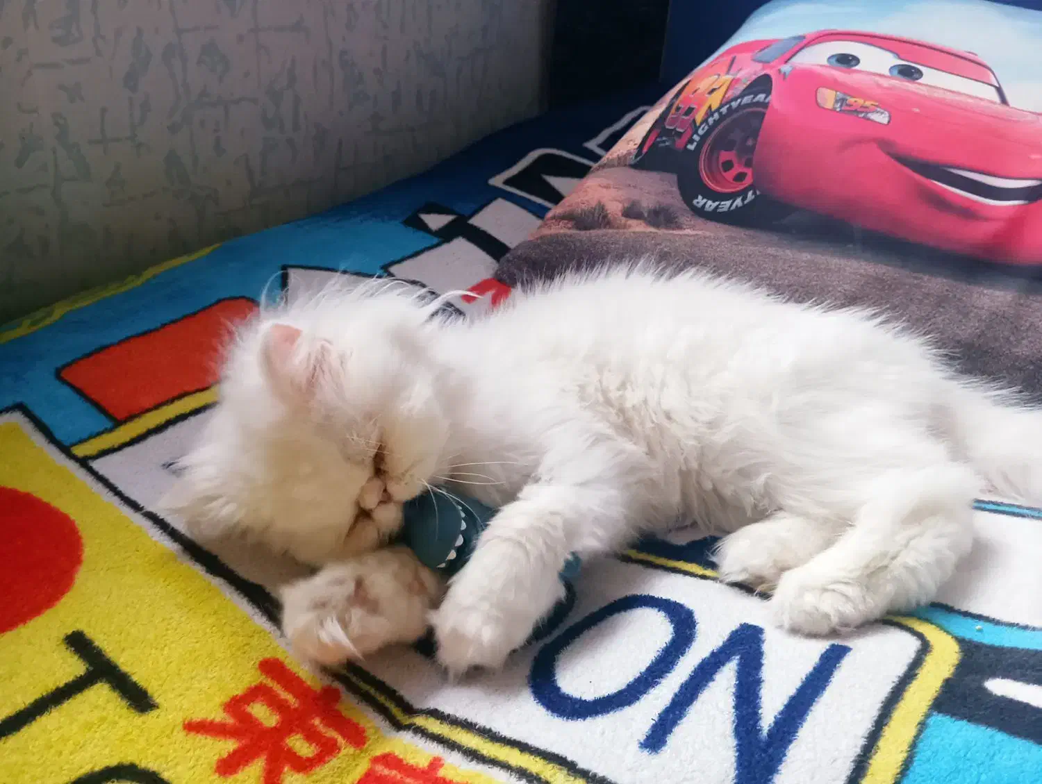 گربه نژاد پرشین|گربه|لواسان, |دیوار