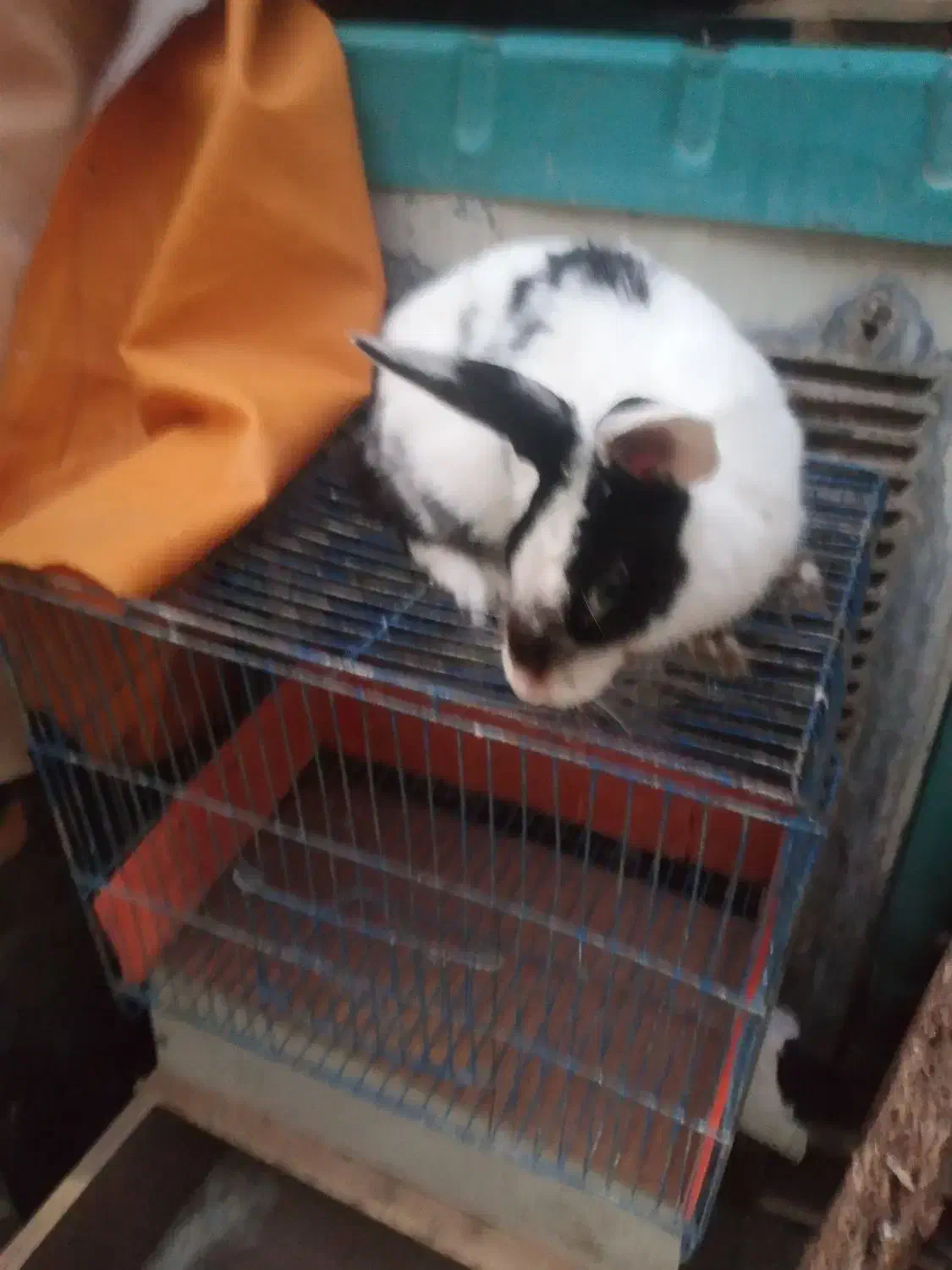 خرگوش خارجی|موش و خرگوش|قم, علی آباد|دیوار