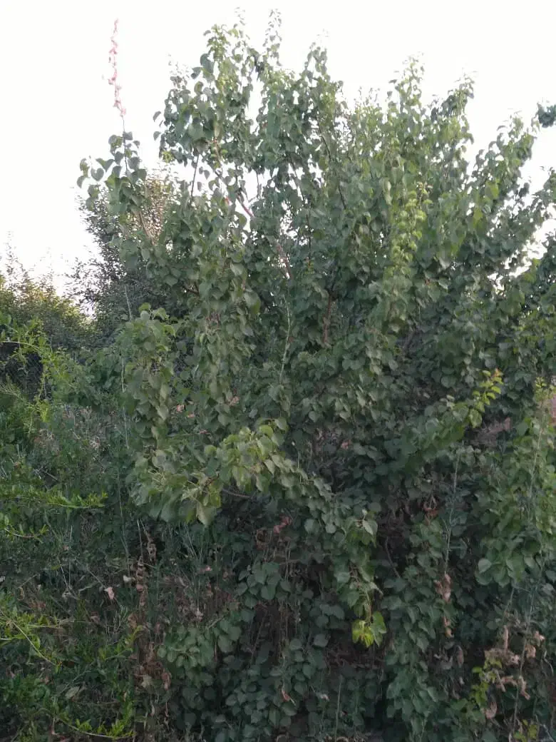 فروش /باغ شهری|فروش زمین و ملک کلنگی|مرودشت, بیست متری بیمارستان|دیوار