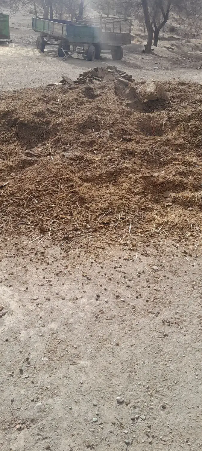 پهن گوسفند|خدمات باغبانی و درختکاری|ساری, |دیوار