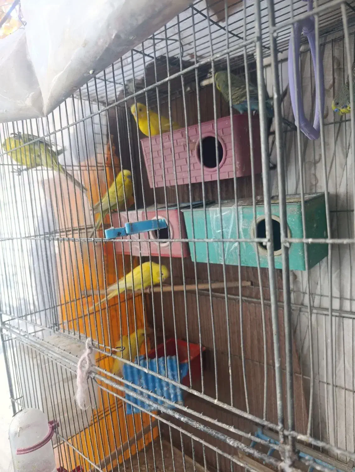 مرغ عشق|پرنده|اصفهان, جلفا|دیوار