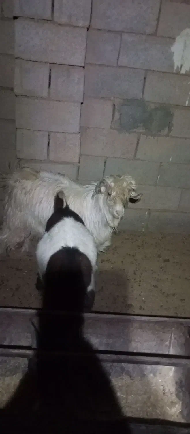 بره و بزغاله چاق کم شکم|حیوانات مزرعه|قائن, |دیوار