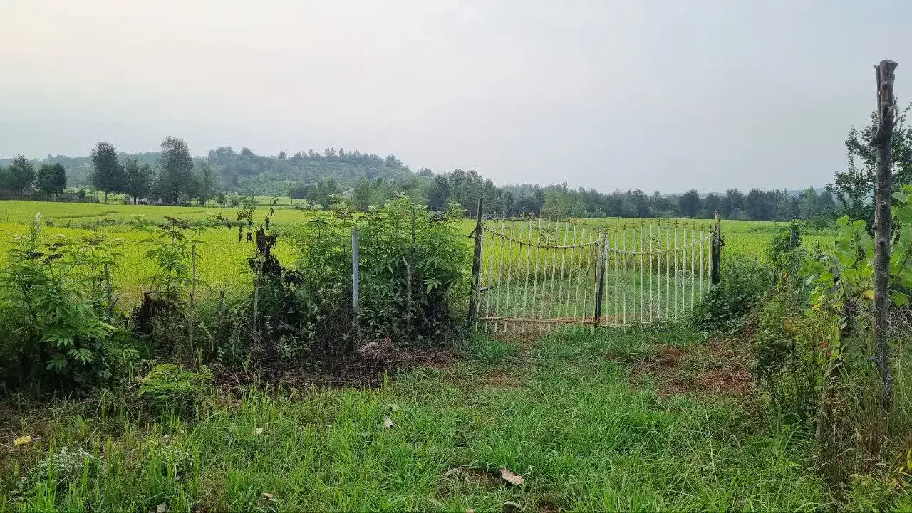 زمین مسکونی 700 متری شفت|فروش زمین و ملک کلنگی|رشت, لاکانی|دیوار