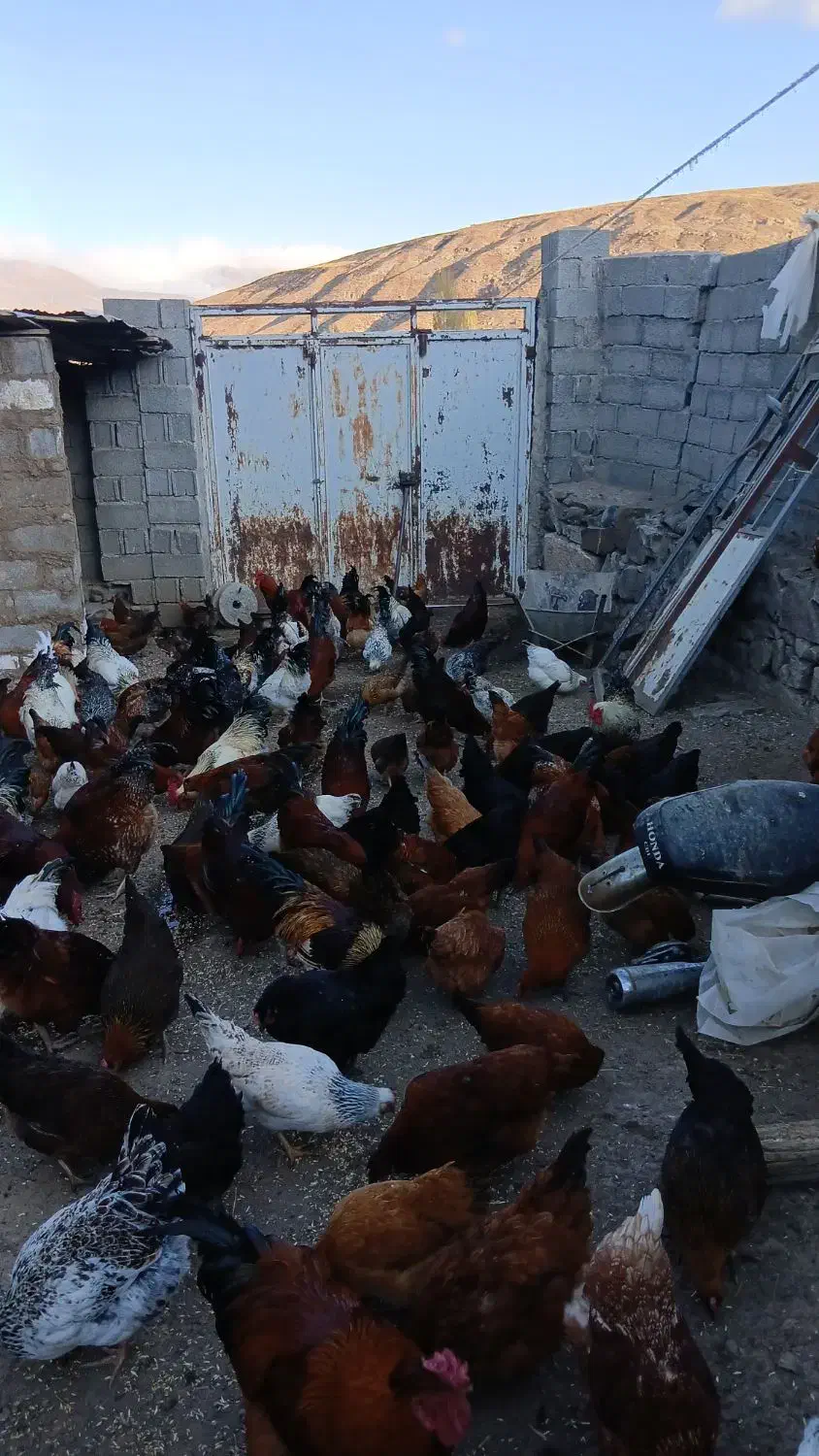 خروس و مرغ جوان زنده و پاک شده  توضیحات خوانده شود|حیوانات مزرعه|تهران, امام زاده عبدالله|دیوار