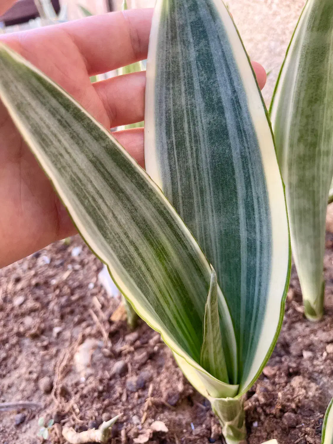 گل سانسوریا پتوس|گل و گیاه طبیعی|محمدیه-قزوین, |دیوار