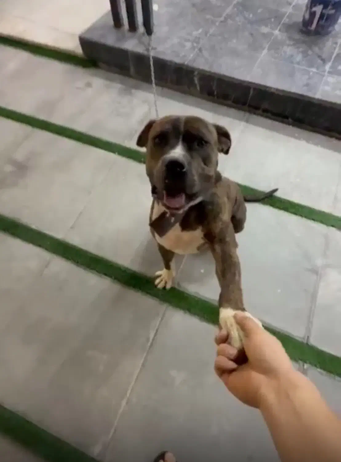 سگ نگهبان|سگ|ماهدشت, |دیوار