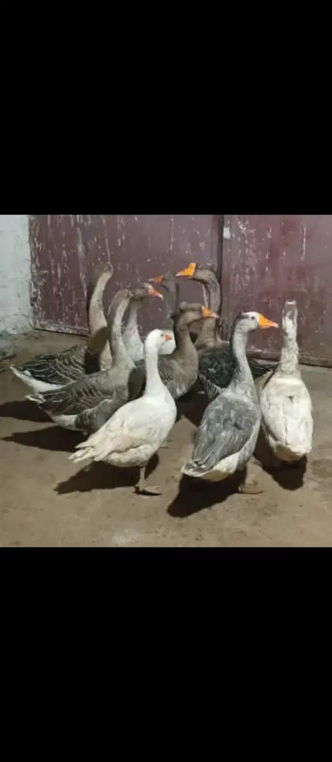 قو قاز|حیوانات مزرعه|پارسآباد, |دیوار