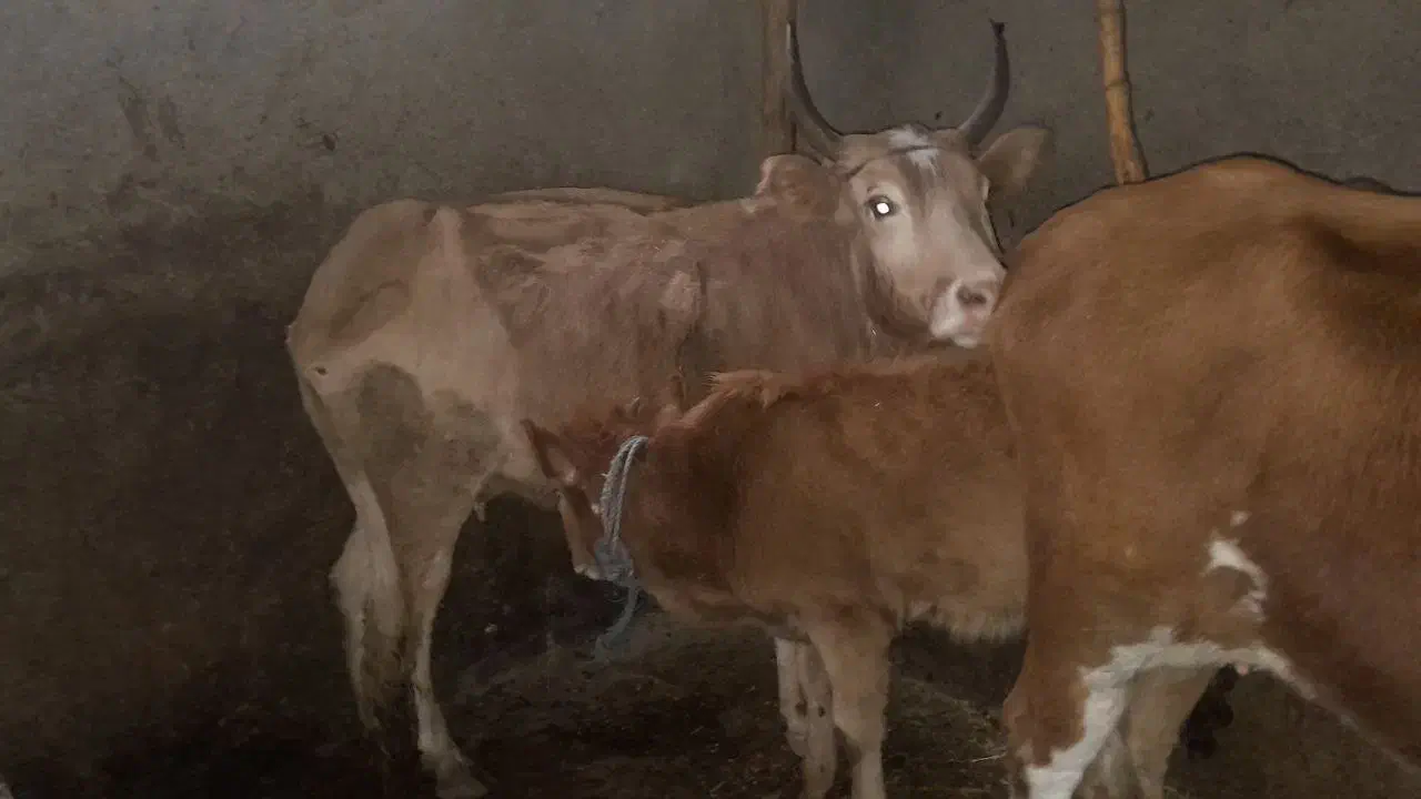 گاو گوساله لیشه گوساله ماده|حیوانات مزرعه|صومعه‌سرا, |دیوار