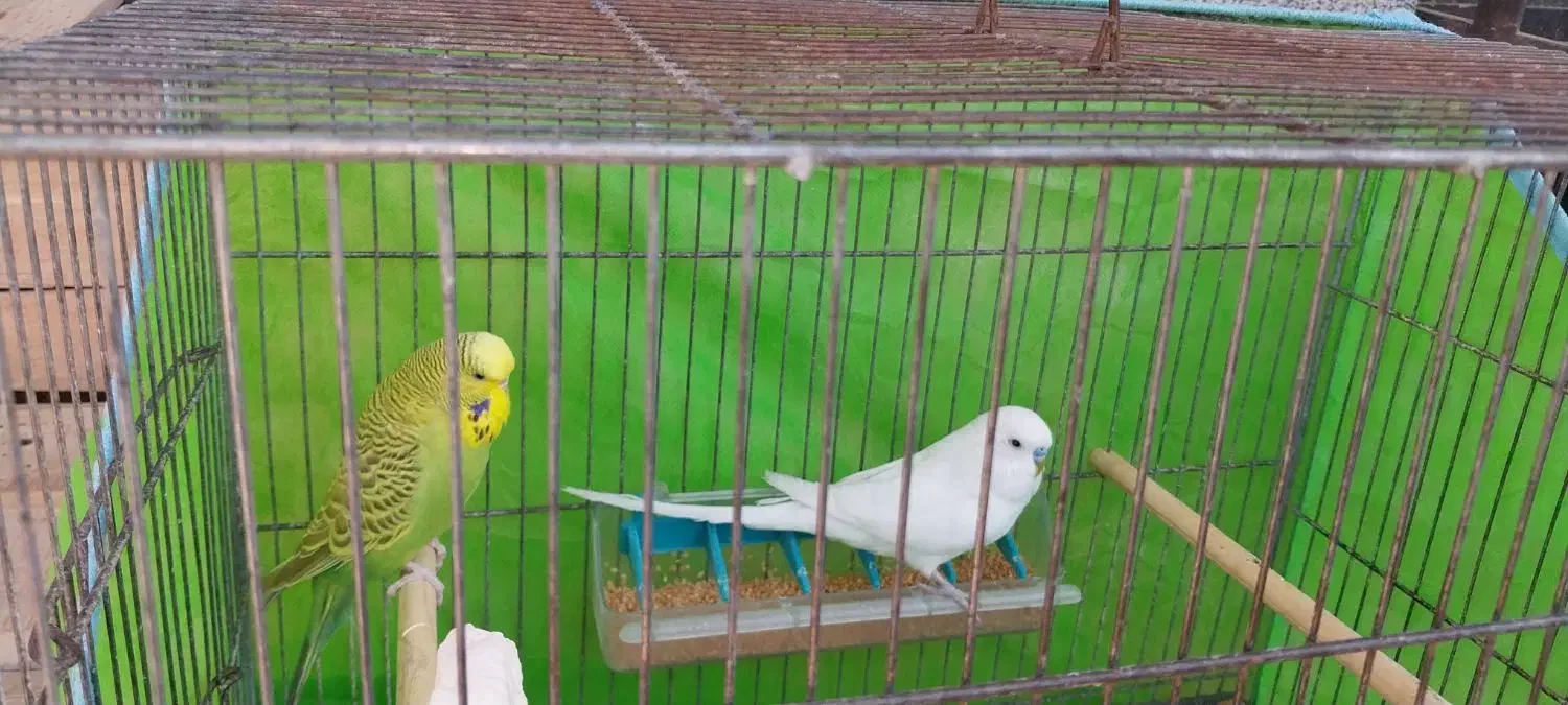 مرغ عشق انگلیسی|پرنده|سوسنگرد, |دیوار