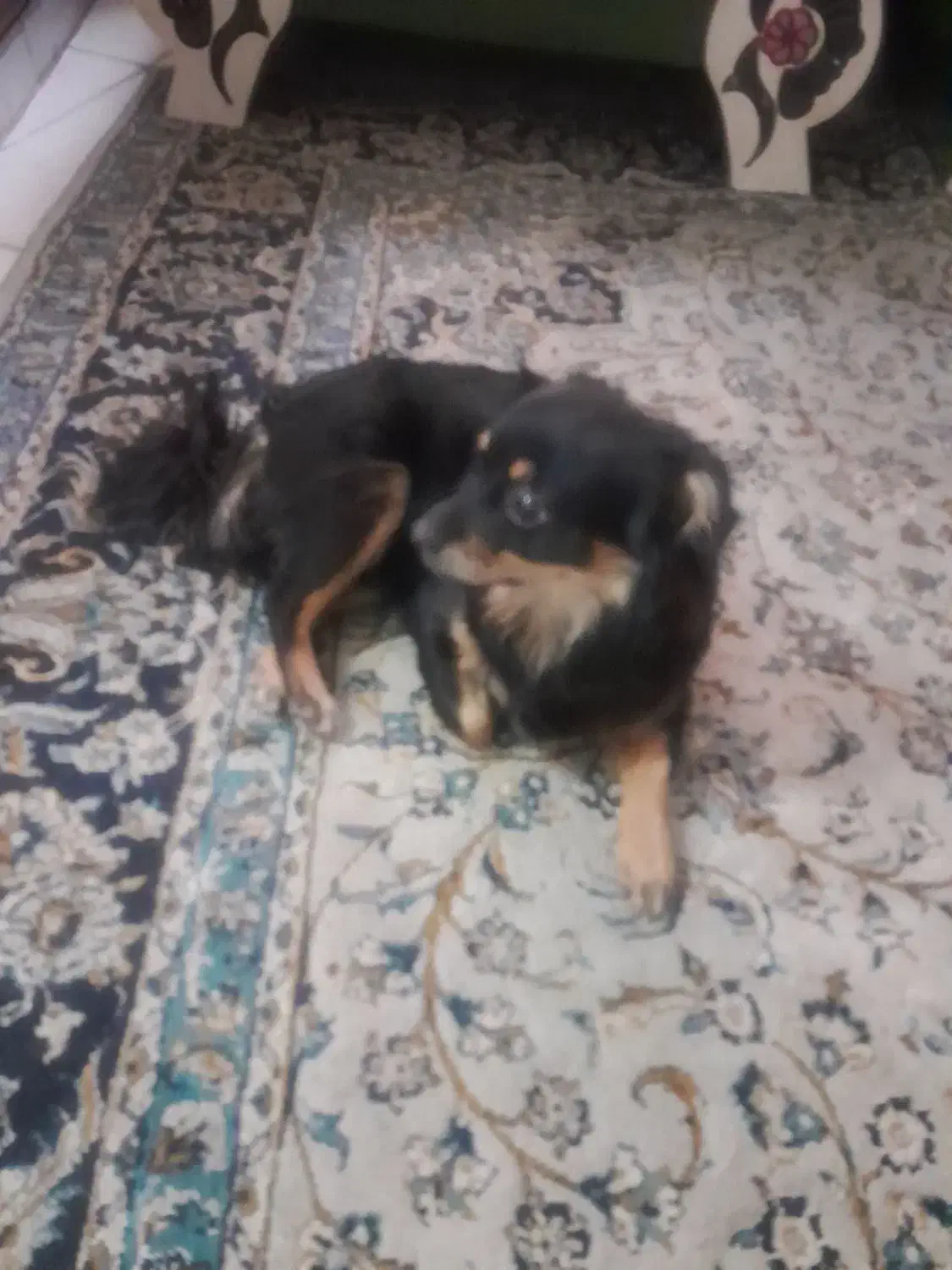 سگ نژاد دار|سگ|محمدشهر, محمدشهر|دیوار