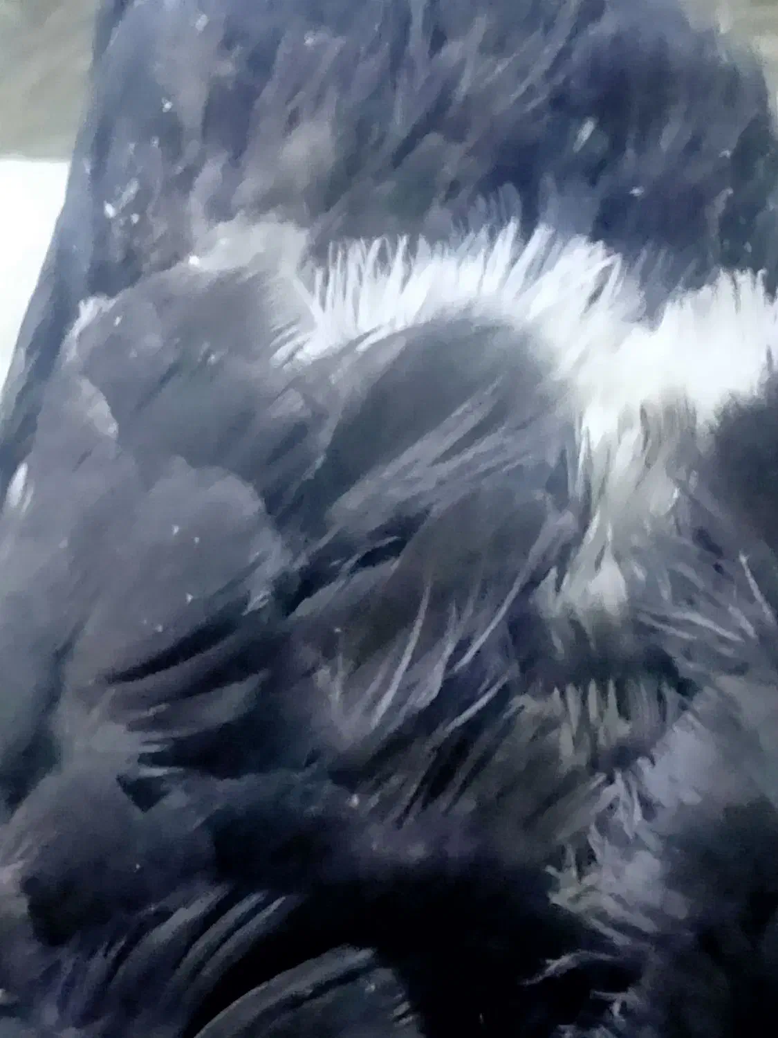 کبوتر سنه دم سیاه|پرنده|ایلام, |دیوار