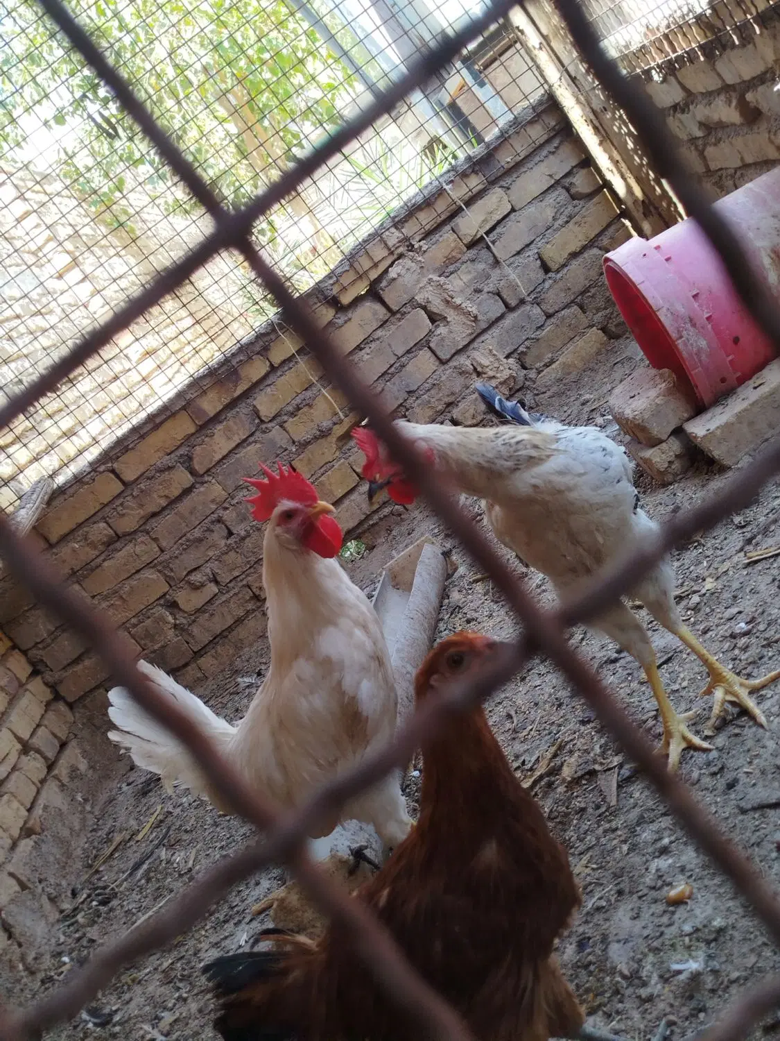 خروس|حیوانات مزرعه|اردکان, |دیوار