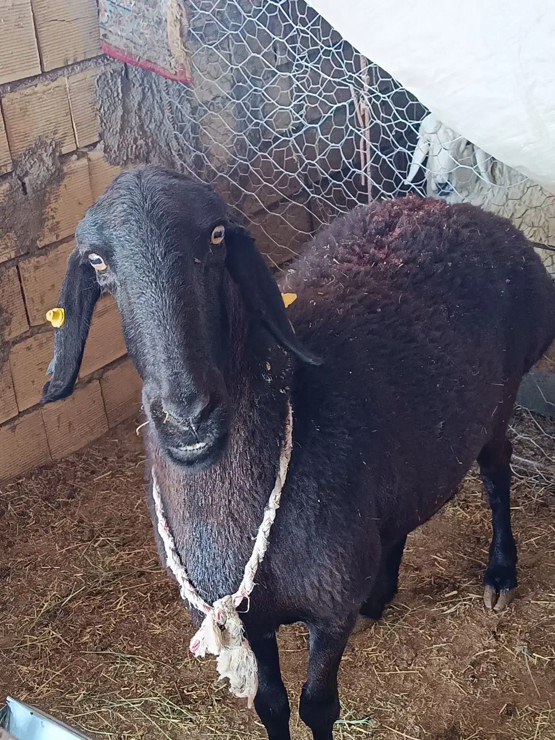 فروش میش چینی قندوزی وبز صلاله آهویی|حیوانات مزرعه|راور, |دیوار