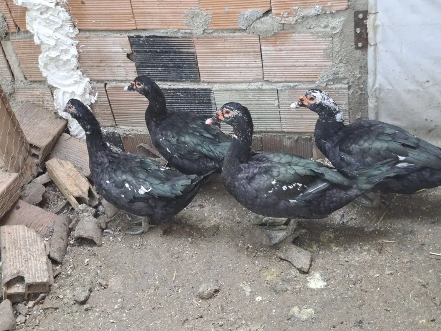 اردک‌ خارجی نر درشت مناسب کشتار|حیوانات مزرعه|بهشهر, |دیوار