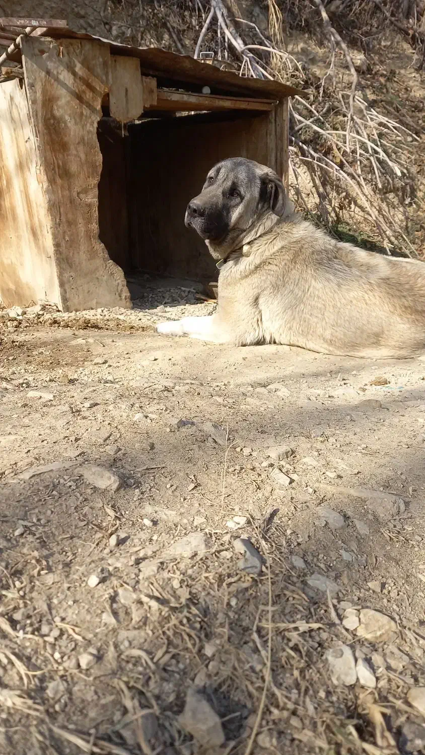 سگ سرابی ماده|سگ|تهران, درکه|دیوار