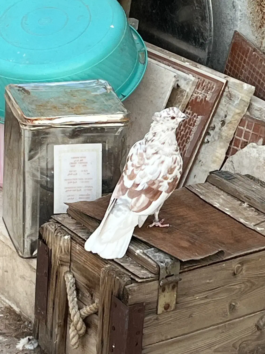 پرشی|پرنده|قم, دروازه چوبی|دیوار